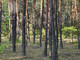 Leśne na sprzedaż - Gęsianka, Dobre, Miński, 5200 m², 108 000 PLN, NET-BLN374189