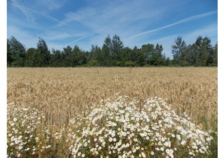 Działka na sprzedaż - Gurba, Mszczonów, Żyrardowski, 67 300 m², 1 250 000 PLN, NET-134