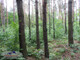 Leśne na sprzedaż - Sieradza, Żabno, Tarnowski, 7700 m², 30 000 PLN, NET-JSN-GS-2691
