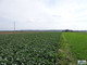 Rolny na sprzedaż - Słomniki, Krakowski, 16 135 m², 435 000 PLN, NET-GS-12969-2