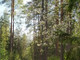 Leśne na sprzedaż - Gradoczno, Narew (Gm.), Hajnowski (Pow.), 64 500 m², 290 000 PLN, NET-01062024