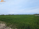 Rolny na sprzedaż - Podlesie, Oborniki, Obornicki, 12 000 m², 119 000 PLN, NET-WLKP2306508-306508