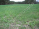 Rolny na sprzedaż - Dębowce, Miński, 36 800 m², 221 000 PLN, NET-G-3610-13/E124